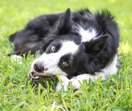 A dog playing in the grass