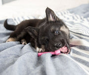 Puppy Teething Guide: What to Expect and How to Manage the Pain