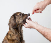 A Dog Getting Its Teeth Brushed