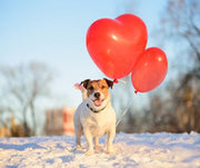 A dog with two heart balloons standing in the snow