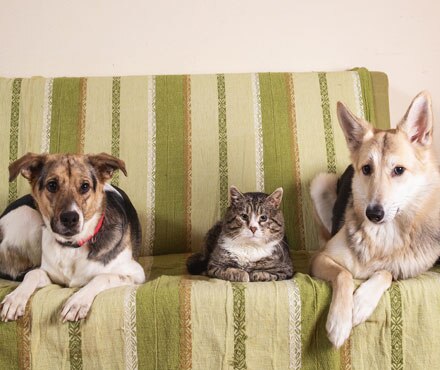 How to Prepare your Pet for Post-Pandemic Going Back to Work