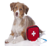 A dog with a pet first aid kit