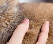 Ticks In Dogs: A Step-by-Step Removal Procedure