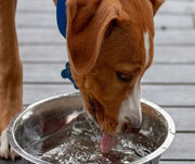 Dehydration In Dogs: Warning Signs