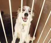 Adopt a Shelter Pet Day: How You Can Make a Difference In a Shelter Pets Life