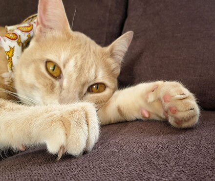 An orange tabby cat with yellow eyes is laying on a brown couch.