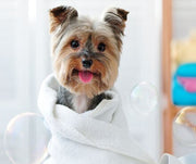 Proper Dog Hygiene: Do's and Don'ts