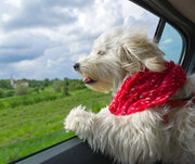 Car Sickness In Dogs: Causes, Symptoms, & Treatments