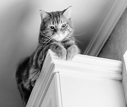 Why Do Cats Like Heights?