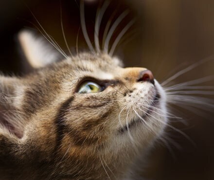 Facts About Cat Whiskers