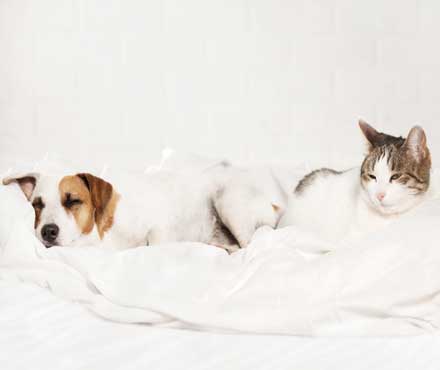 Why Should I Spay or Neuter My Pet?