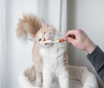 How To Brush A Cats Teeth