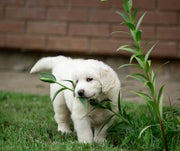 Pet Friendly Plants for Every Home and Garden
