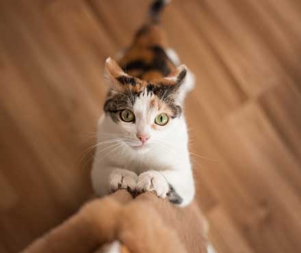 Common Cat Eye Infections