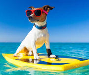 Cool Summer Activities for Dogs