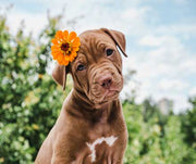 7 Tips to Achieve a Great Photoshoot With Your Pet