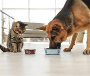 How to Transition to a New Dog or Cat Food