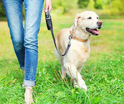 5 Ways to Level Up Your Dog Walks