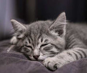 Why Do Cats Sleep So Much?