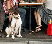 Bringing Your Dog to a Restaurant
