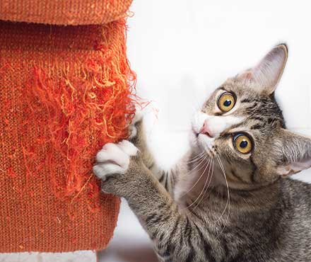 Cat Scratching and Furniture