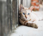 How to Help Stray Cats