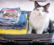 Traveling With a Cat
