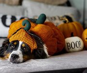 beagle dressed in a pumpkin costume for Halloween