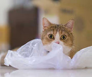 Why Do Cats Lick Plastic?