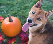 Fall Flavors: Can My Dog Eat Pumpkin?