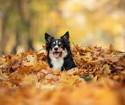 5 Fun Fall Activities To Do With Your Dog