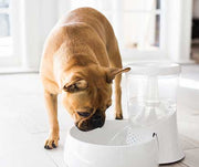 4 Reasons You Need a Pet Water Fountain