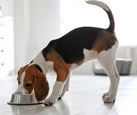 The Do's and Don'ts of Homemade Dog Food