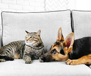 Renting With Pets 101: Finding Pet-Friendly Living