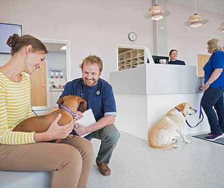 When is the Best Time to Get My Pet Insured?