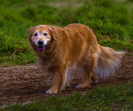 Canine Arthritis Awareness Month: What You Need to Know