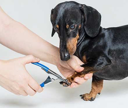 How to Trim Your Dog's Nails