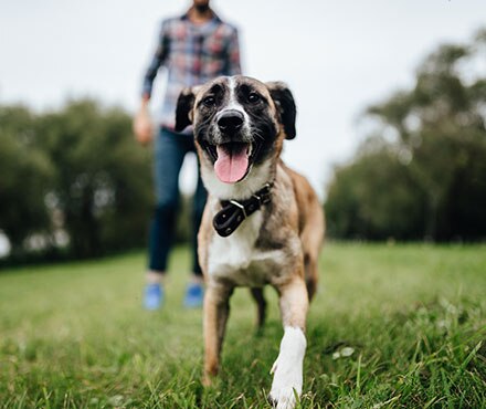 Pain Medication for Dogs