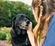 7 Simple Ways to Better Care for An Elderly Dog