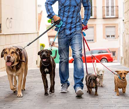 5 Different Types of Dog Leashes & How To Pick the Best Leash for Your Dog