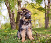 6 Mistakes People Make When Training Their Puppy