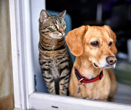 Preparing Pets for Back to School