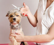 Common Dog Grooming Mistakes