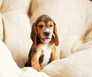 Puppy Behaviors To Watch Out For