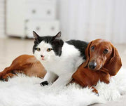 Why Only Some Dogs & Cats Get Along?