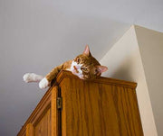 Why Do Cats Like Heights?