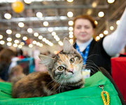 Introduction to Cat Shows