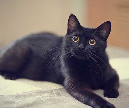 National Black Cat Appreciation Day