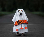 How to Keep Your Dog Safe This Halloween