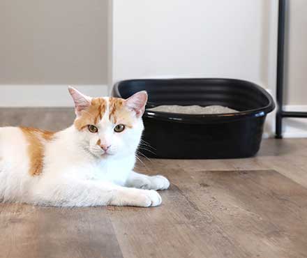 Litter Box Tips